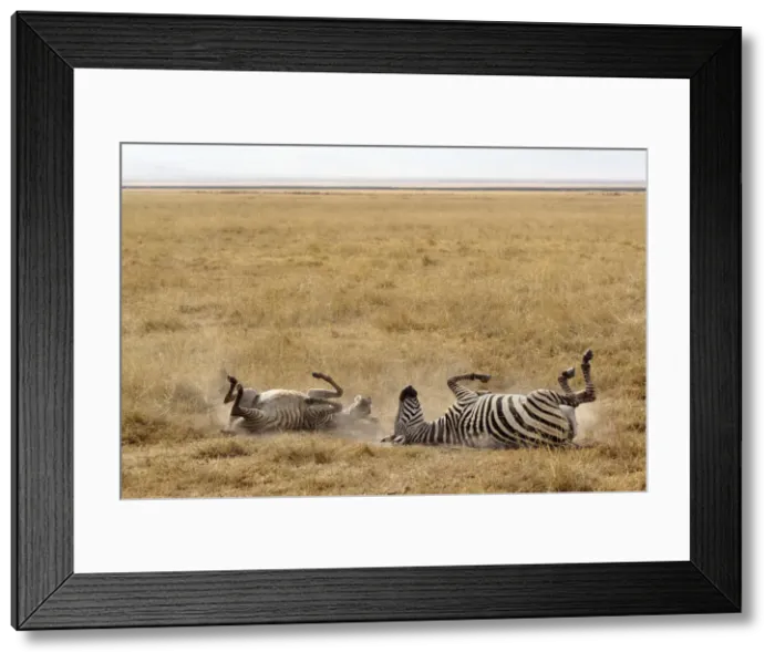 Framed Print : DDE-90022193 Framed Print : DDE-90022193
