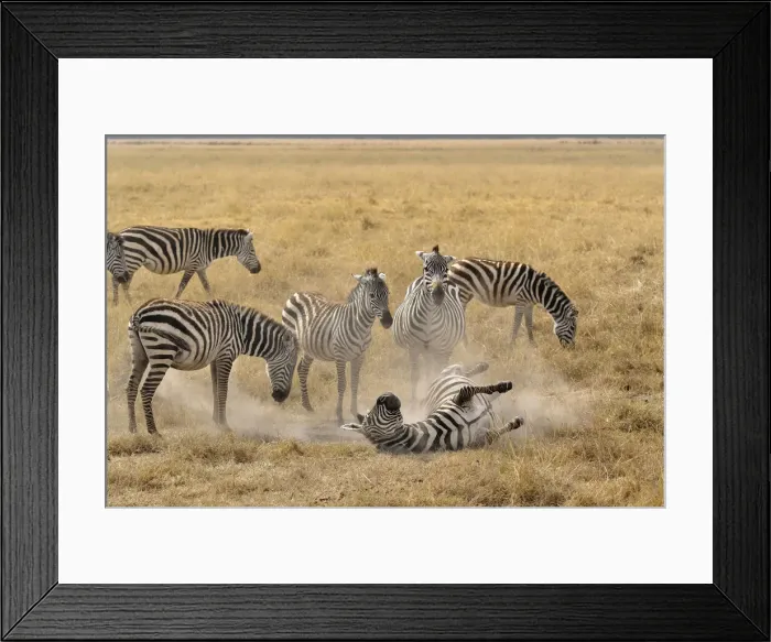 Framed Print : DDE-90022194 Framed Print : DDE-90022194