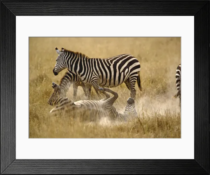 Framed Print : DDE-90022196 Framed Print : DDE-90022196