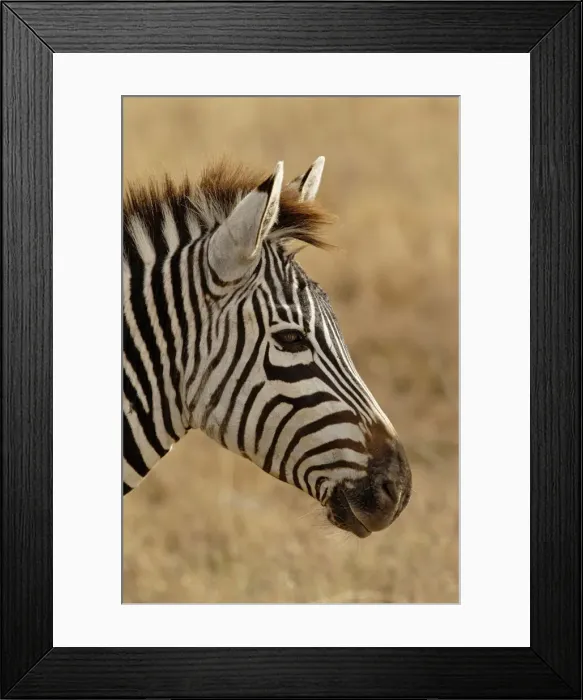Framed Print : DDE-90022197 Framed Print : DDE-90022197