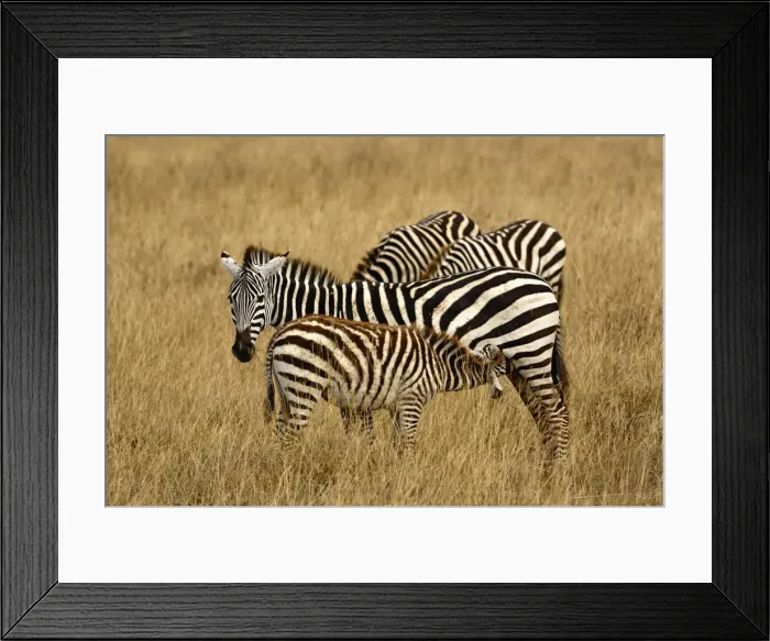 Framed Print : DDE-90022200 Framed Print : DDE-90022200