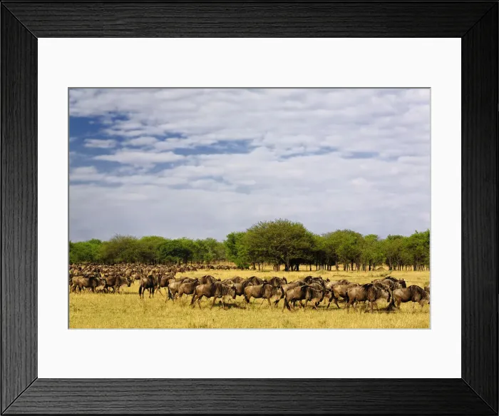 Framed Print : DDE-90022201 Framed Print : DDE-90022201