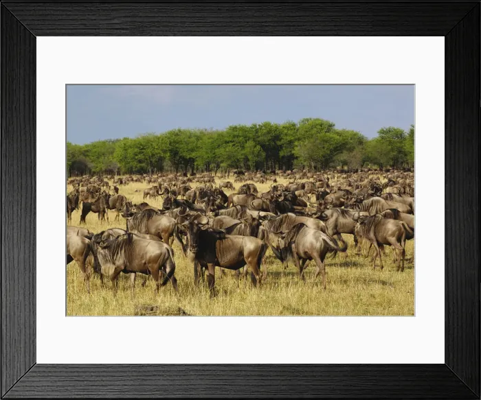Framed Print : DDE-90022202 Framed Print : DDE-90022202
