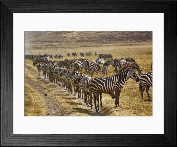 Framed Print : DDE-90022206 Framed Print : DDE-90022206