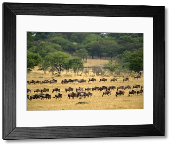 Framed Print : DDE-90022208 Framed Print : DDE-90022208