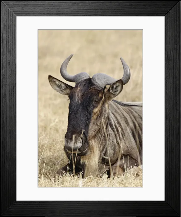 Framed Print : DDE-90022207 Framed Print : DDE-90022207