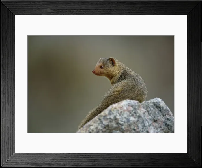 Framed Print : DDE-90022210 Framed Print : DDE-90022210