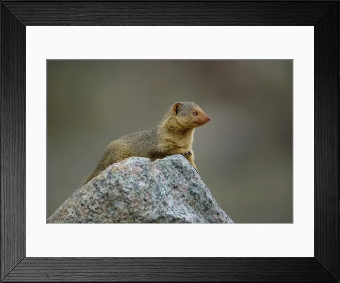 Framed Print : DDE-90022211 Framed Print : DDE-90022211