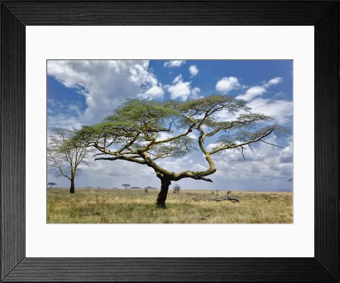 Framed Print : DDE-90022213 Framed Print : DDE-90022213