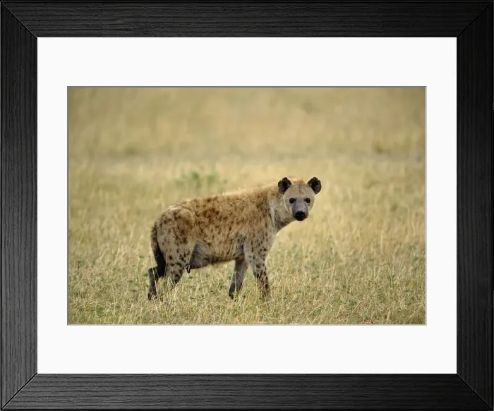 Framed Print : DDE-90022209 Framed Print : DDE-90022209
