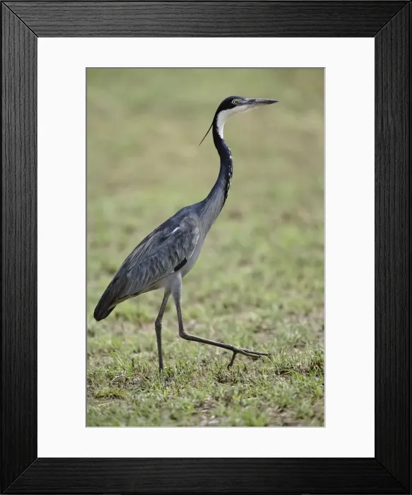 Framed Print : DDE-90022215 Framed Print : DDE-90022215