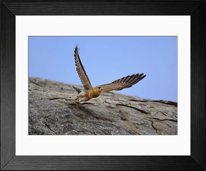 Framed Print : DDE-90022216 Framed Print : DDE-90022216
