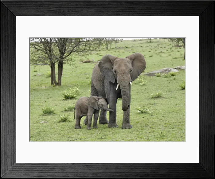 Framed Print : DDE-90022218 Framed Print : DDE-90022218