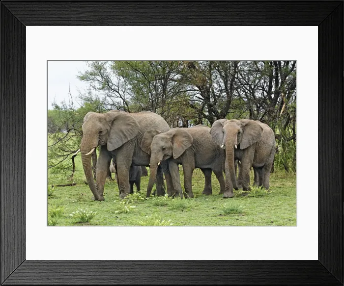 Framed Print : DDE-90022219 Framed Print : DDE-90022219