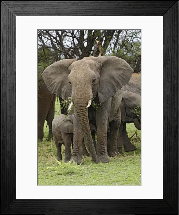 Framed Print : DDE-90022220 Framed Print : DDE-90022220