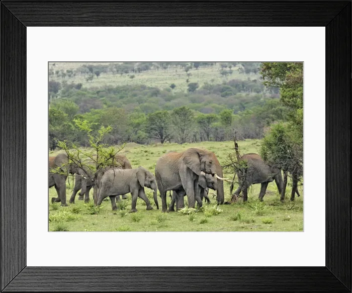 Framed Print : DDE-90022221 Framed Print : DDE-90022221