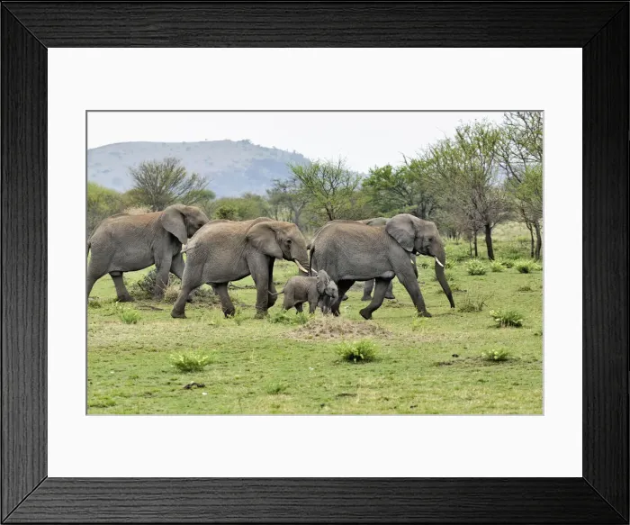Framed Print : DDE-90022223 Framed Print : DDE-90022223