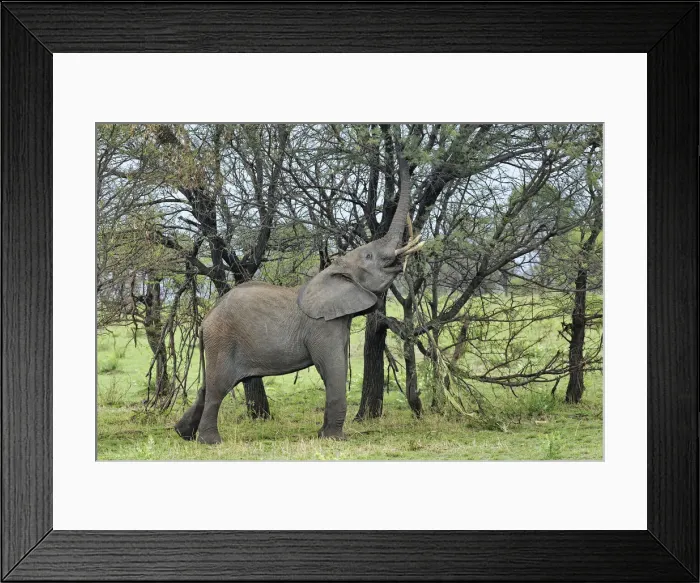 Framed Print : DDE-90022222 Framed Print : DDE-90022222