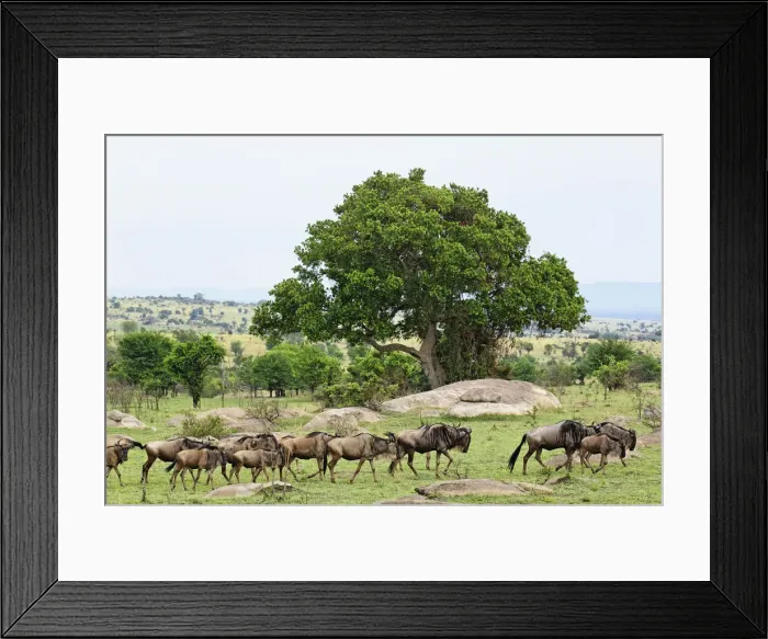 Framed Print : DDE-90022229 Framed Print : DDE-90022229