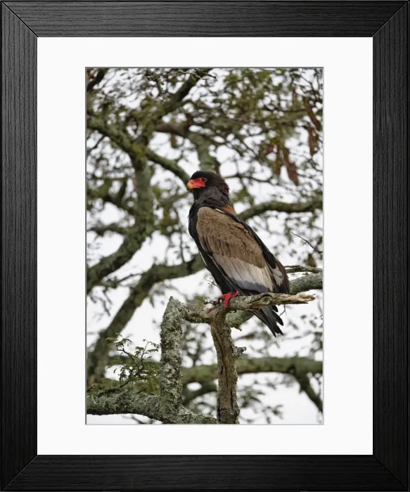 Framed Print : DDE-90022230 Framed Print : DDE-90022230
