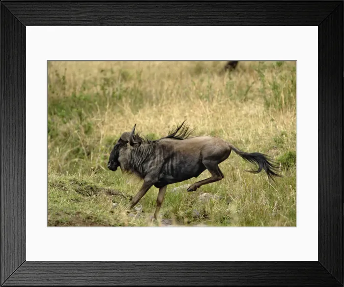 Framed Print : DDE-90022231 Framed Print : DDE-90022231