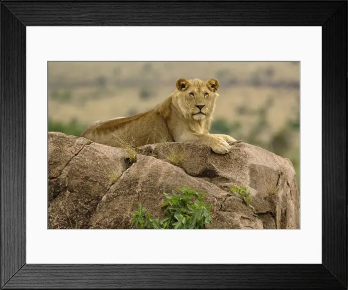 Framed Print : DDE-90022232 Framed Print : DDE-90022232
