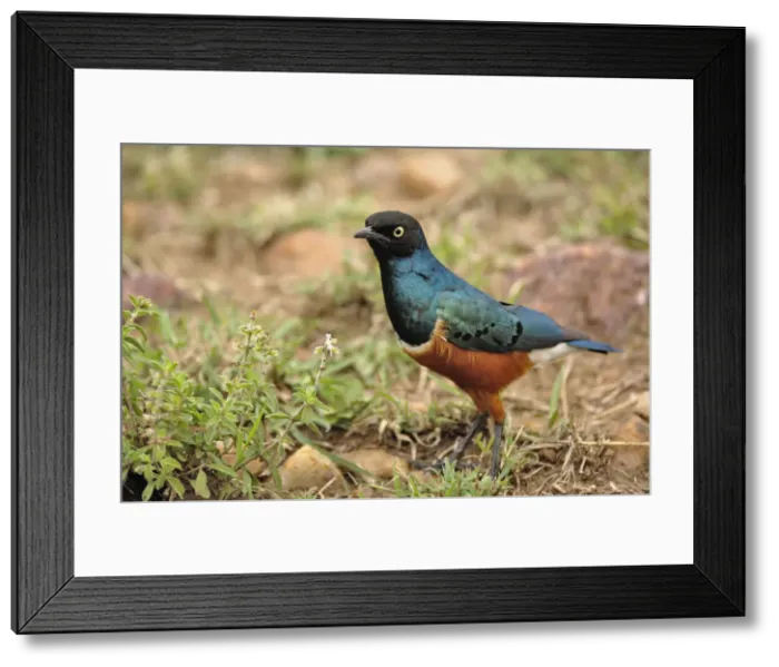 Framed Print : DDE-90022233 Framed Print : DDE-90022233