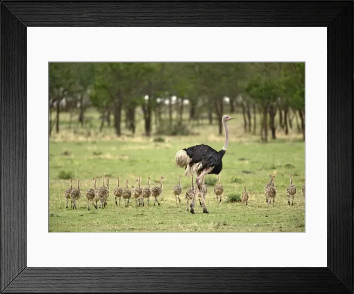 Framed Print : DDE-90022235 Framed Print : DDE-90022235