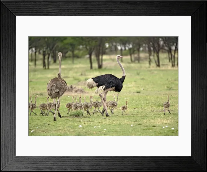 Framed Print : DDE-90022236 Framed Print : DDE-90022236