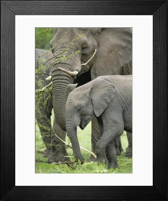 Framed Print : DDE-90022237 Framed Print : DDE-90022237