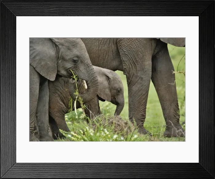 Framed Print : DDE-90022238 Framed Print : DDE-90022238