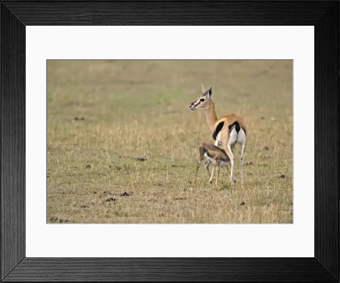 Framed Print : DDE-90022239 Framed Print : DDE-90022239
