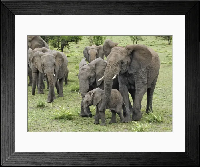 Framed Print : DDE-90022242 Framed Print : DDE-90022242