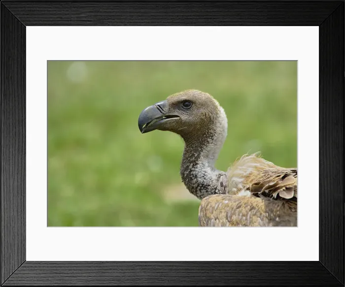 Framed Print : DDE-90022243