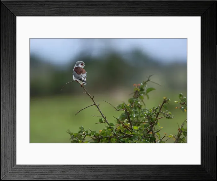 Framed Print : DDE-90022245 Framed Print : DDE-90022245