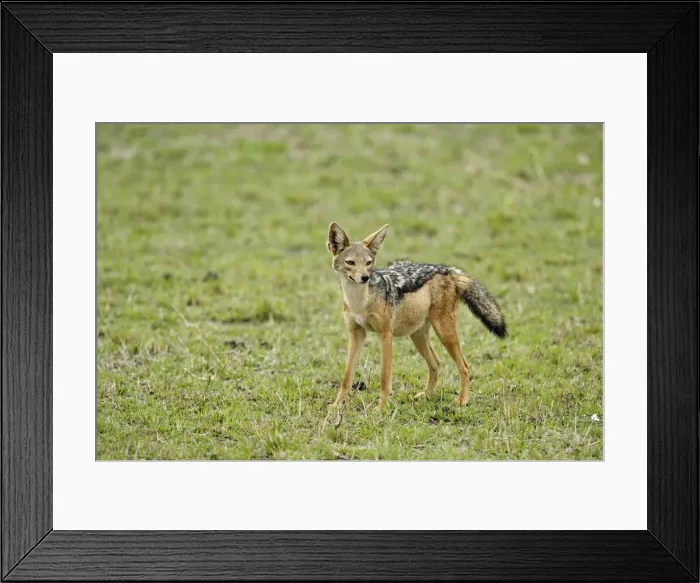 Framed Print : DDE-90022246