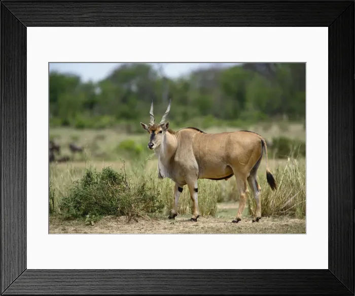 Framed Print : DDE-90022244 Framed Print : DDE-90022244