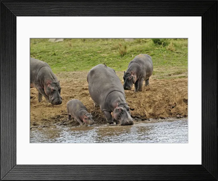 Framed Print : DDE-90022247 Framed Print : DDE-90022247