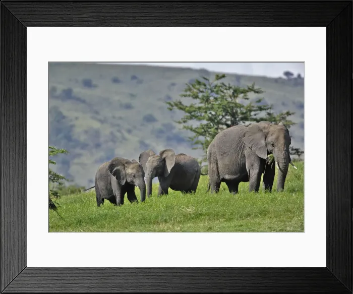 Framed Print : DDE-90022249 Framed Print : DDE-90022249