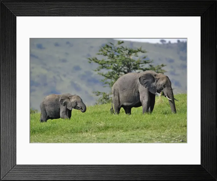 Framed Print : DDE-90022250 Framed Print : DDE-90022250