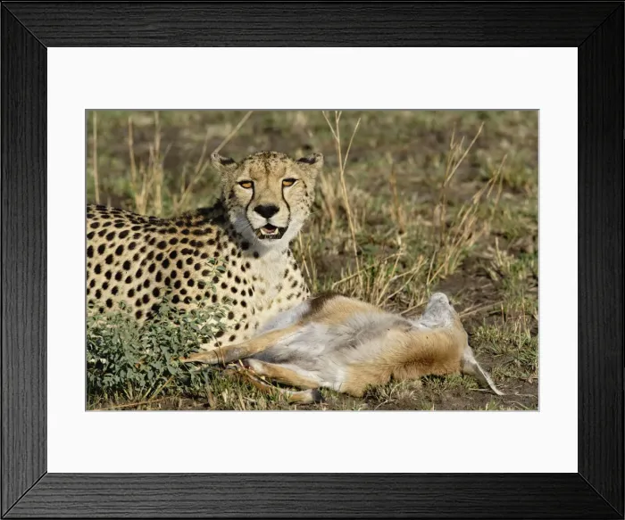 Framed Print : DDE-90022251 Framed Print : DDE-90022251