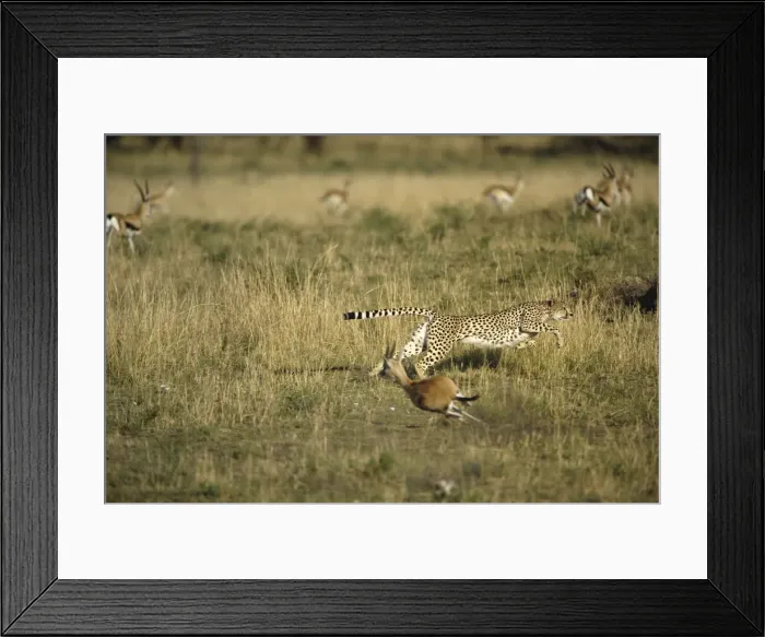Framed Print : DDE-90022253 Framed Print : DDE-90022253