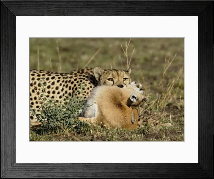 Framed Print : DDE-90022252 Framed Print : DDE-90022252