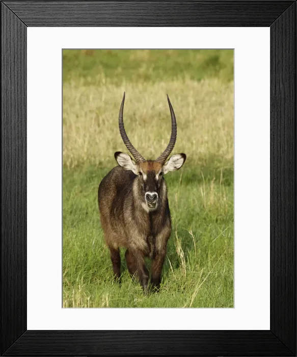 Framed Print : DDE-90022254 Framed Print : DDE-90022254