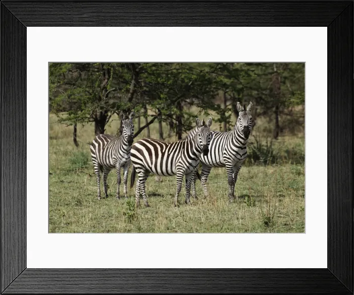 Framed Print : DDE-90022256 Framed Print : DDE-90022256
