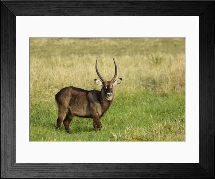 Framed Print : DDE-90022255 Framed Print : DDE-90022255