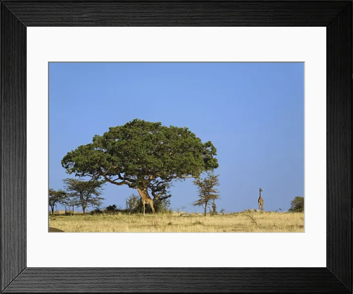 Framed Print : DDE-90022257 Framed Print : DDE-90022257