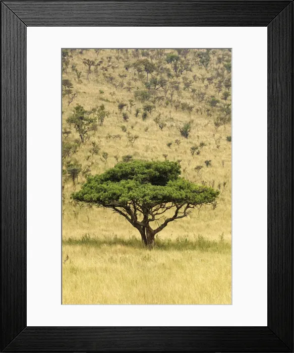 Framed Print : DDE-90022260 Framed Print : DDE-90022260