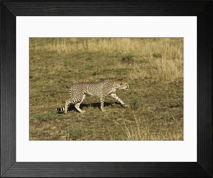 Framed Print : DDE-90022258 Framed Print : DDE-90022258