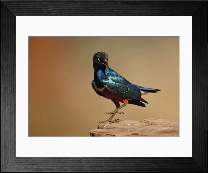 Framed Print : DDE-90022262 Framed Print : DDE-90022262